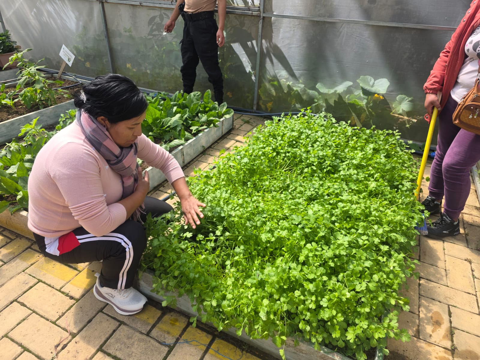 MONITOREANDO EL CULTIVO DE CINLANTRO DENTRO DEL INVERNADERO DEL IESTP "SAN JOSÉ"